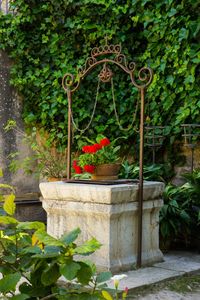 Potted plants in yard