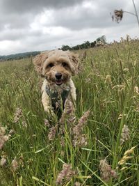 Dog in a field