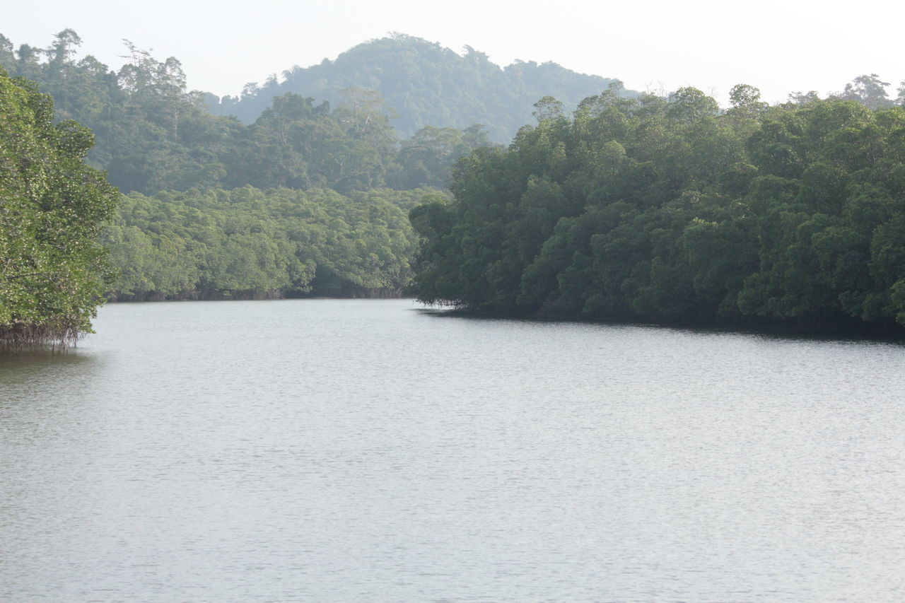 SCENIC VIEW OF LAKE AND TREES AGAINST SKY