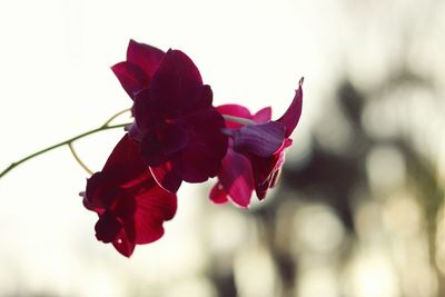 Close-up of red flower against blurred background