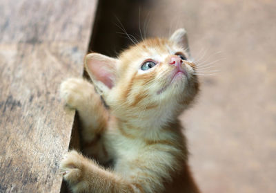 Close-up portrait of kitten