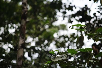 Close-up of white flowering plant
