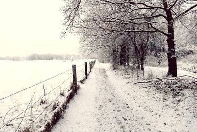 Bare trees on snow covered landscape