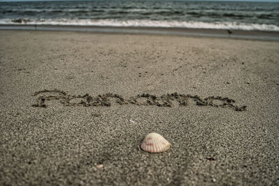 Surface level of shells on shore at beach panama