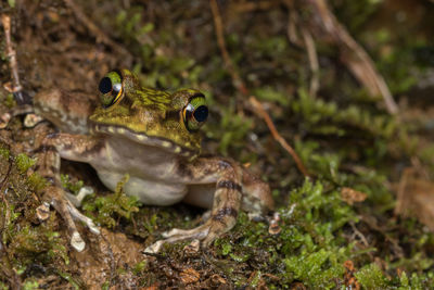 Close-up of frog on field