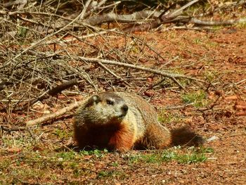 High angle view of squirrel on field