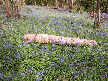 High angle view of purple flowering plants on field