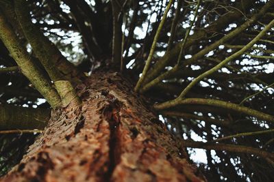 Low angle view of tree trunk in forest