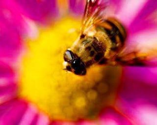 Macro shot of bee pollinating on pink flower