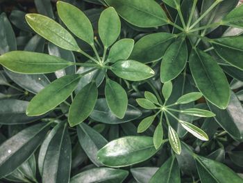 High angle view of plant leaves