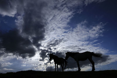 Silhouette horse standing on field against sky