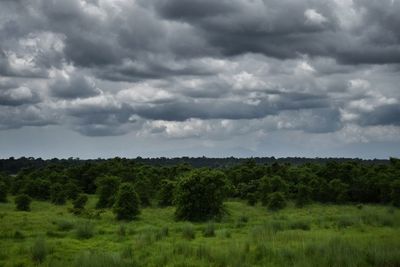 Trees on field against sky