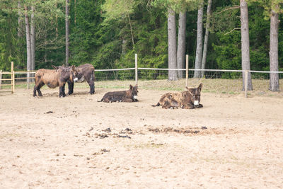 Horses in a farm