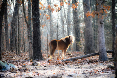 Horses in a forest