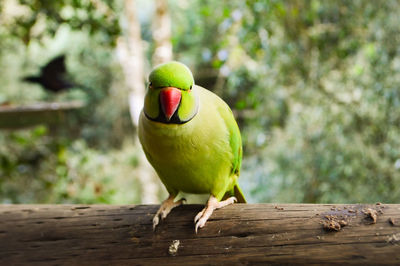 Close-up of rose-ringed parakeet perching on wood