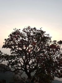 Low angle view of flower tree against sky