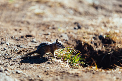 Squirrel on field