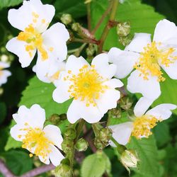 Close-up of white flowers blooming outdoors