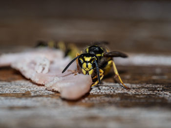 Close-up of insect on table