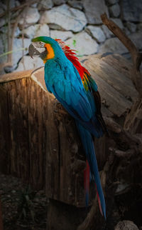 Close-up of blue parrot perching on wood