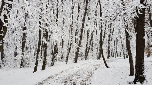 Trees in forest during winter