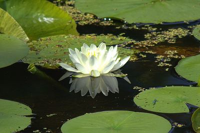 Close up of lotus water lily blooming in pond