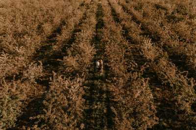 Full frame shot of field