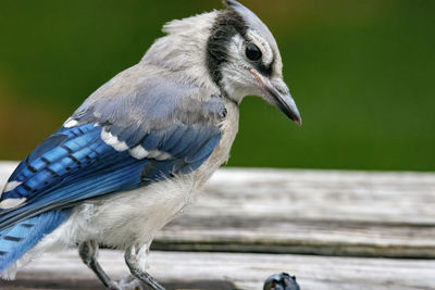 Close-up of a bird