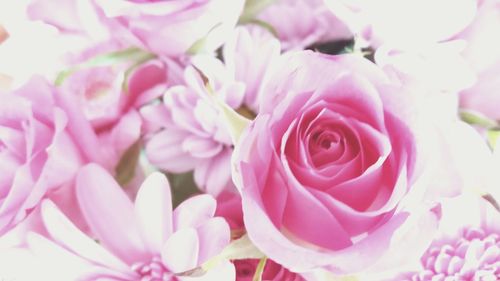 Close-up of pink flowers