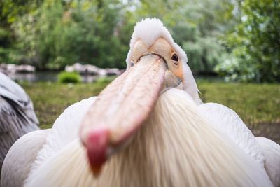 Close-up of pelican