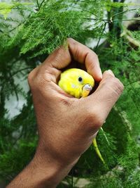 Yellow budgie bird held with care