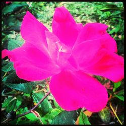 Close-up of pink flower