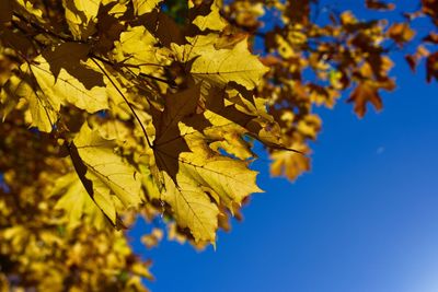 Low angle view of leaves against clear blue sky