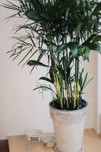 Close-up of potted plant on table at home