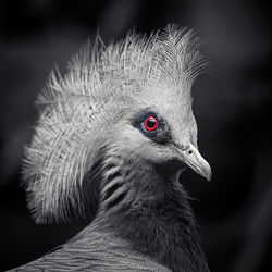 Close-up of peacock