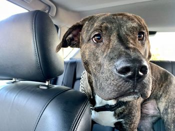 Portrait of dog in car
