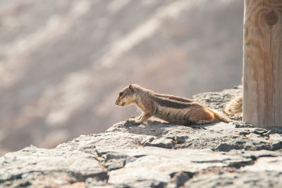 View of squirrel on rock