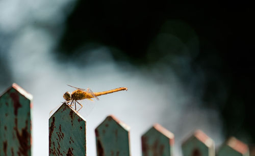 Close-up of spider on wooden post