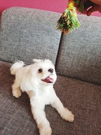 High angle view of dog lying on sofa at home