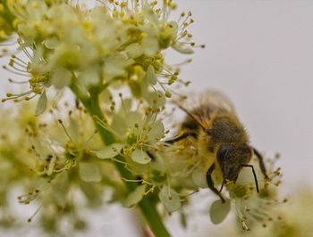 Close-up of bee pollinating flower