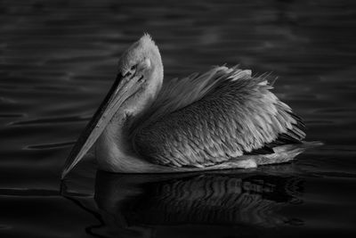 pelican