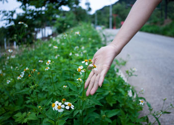 Midsection of person holding flowering plant