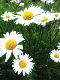 Close-up of daisy flowers blooming in field