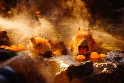 Close-up of ducks in water at night