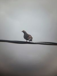 Low angle view of bird perching on cable