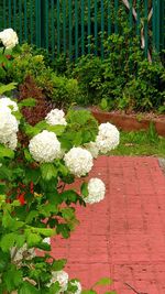 High angle view of flowering plants in park