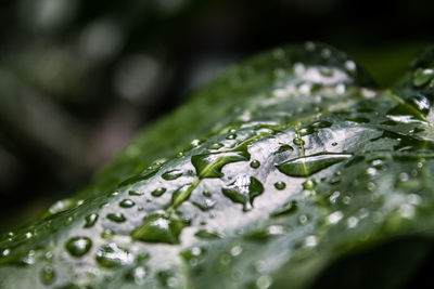 Close-up of water drops on leaf