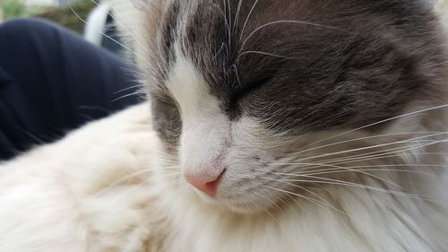 Close-up of a cat with eyes closed