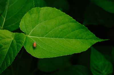 Close-up of green leaves