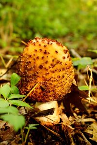 Close-up of mushroom growing on field